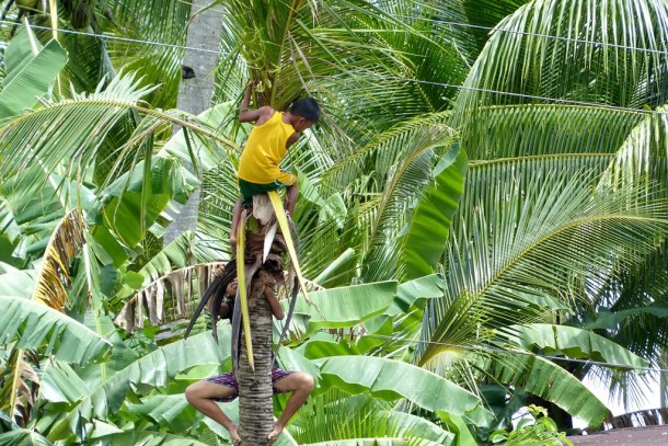 Children scrambling up a palm to jump into the river